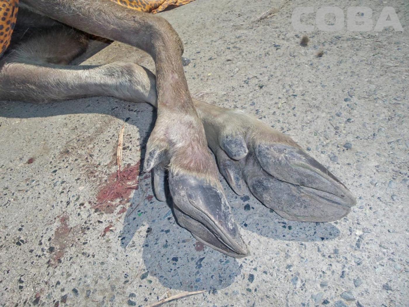 На Уралмаше посреди дороги умер лось - Фото 1