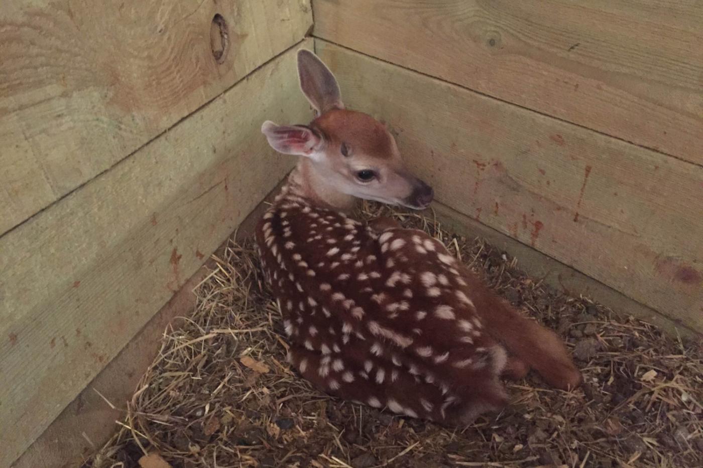 Уникальный случай. В свердловском контактном зоопарке родились сразу два пятнистых олененка - Фото 1