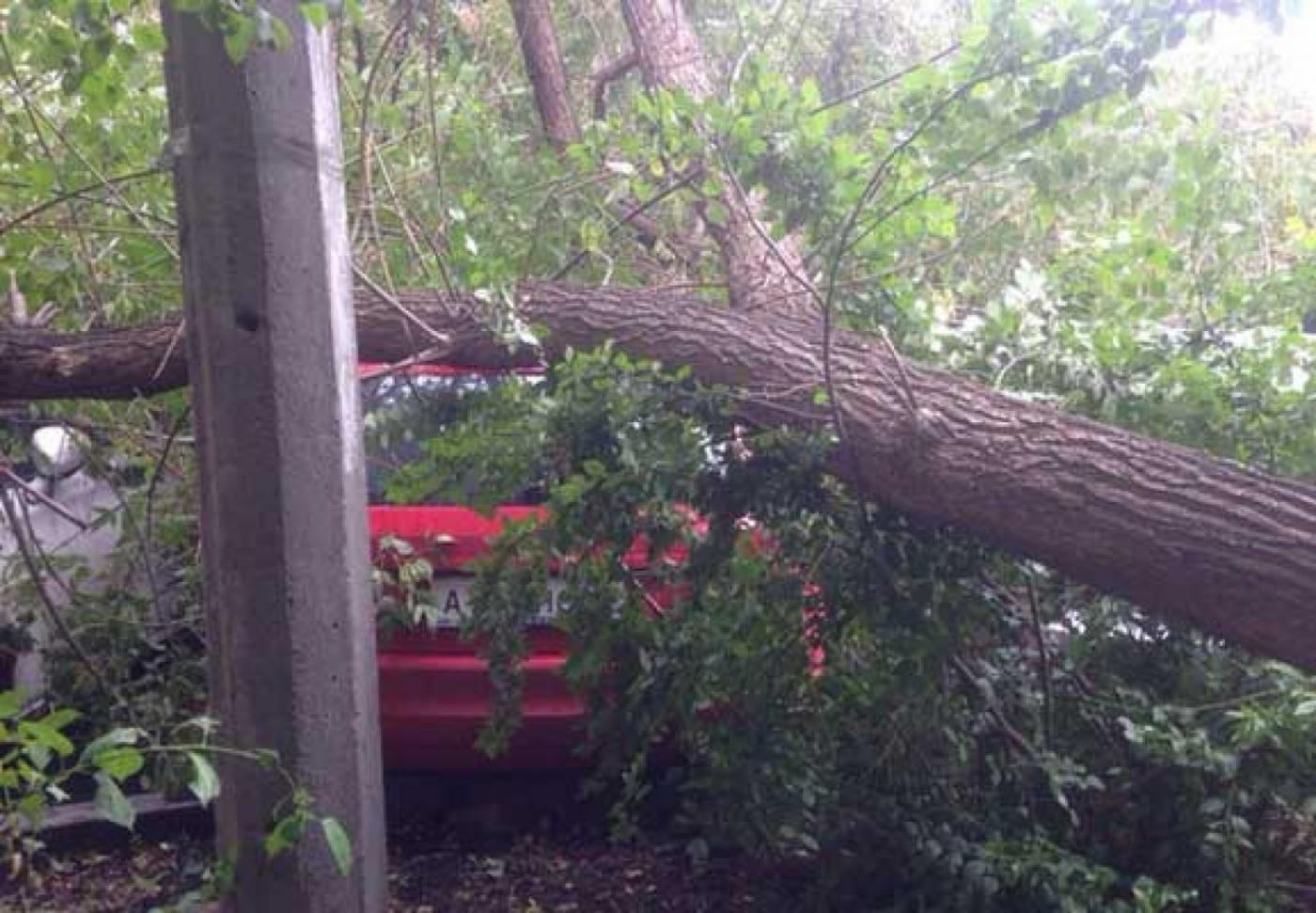 В центре Екатеринбурга сильный ветер повалил на припаркованные иномарки клен - Фото 1