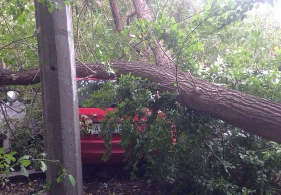 В центре Екатеринбурга сильный ветер повалил на припаркованные иномарки клен