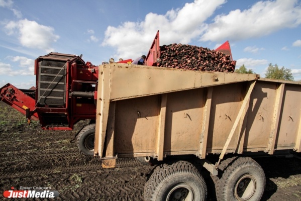 Уборочную компанию в Свердловской области можно считать открытой: созрела ранняя капуста
