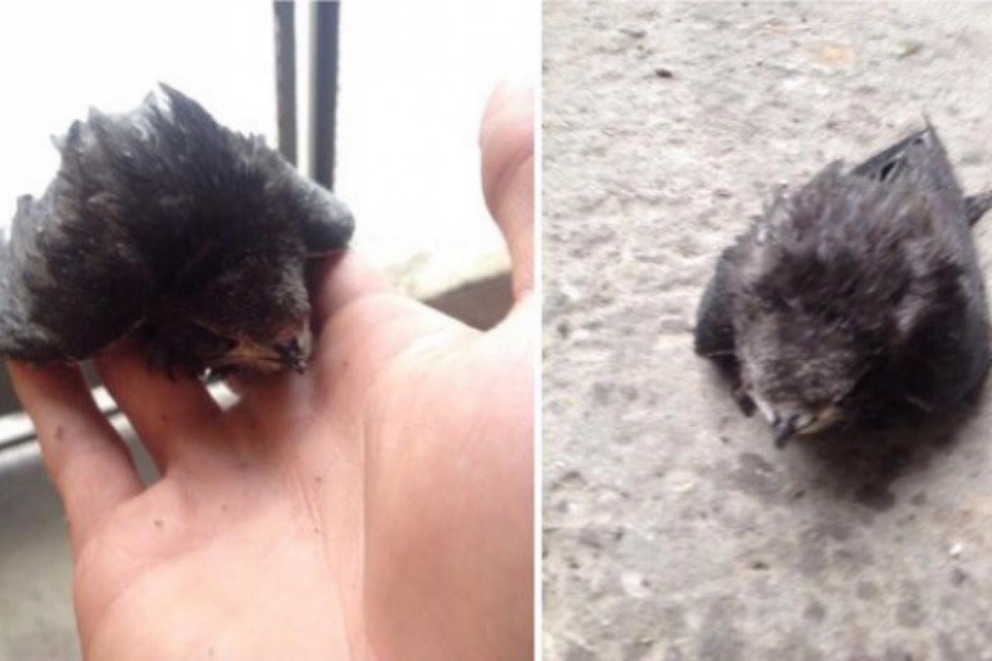 «Подобрал, чтобы кошки не съели». Екатеринбуржец спас раненого стрижа - Фото 1