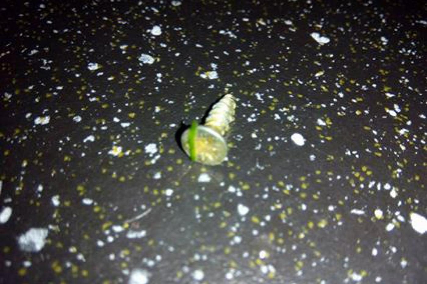 Жительница Екатеринбурга купила в магазине салат с шурупом - Фото 1