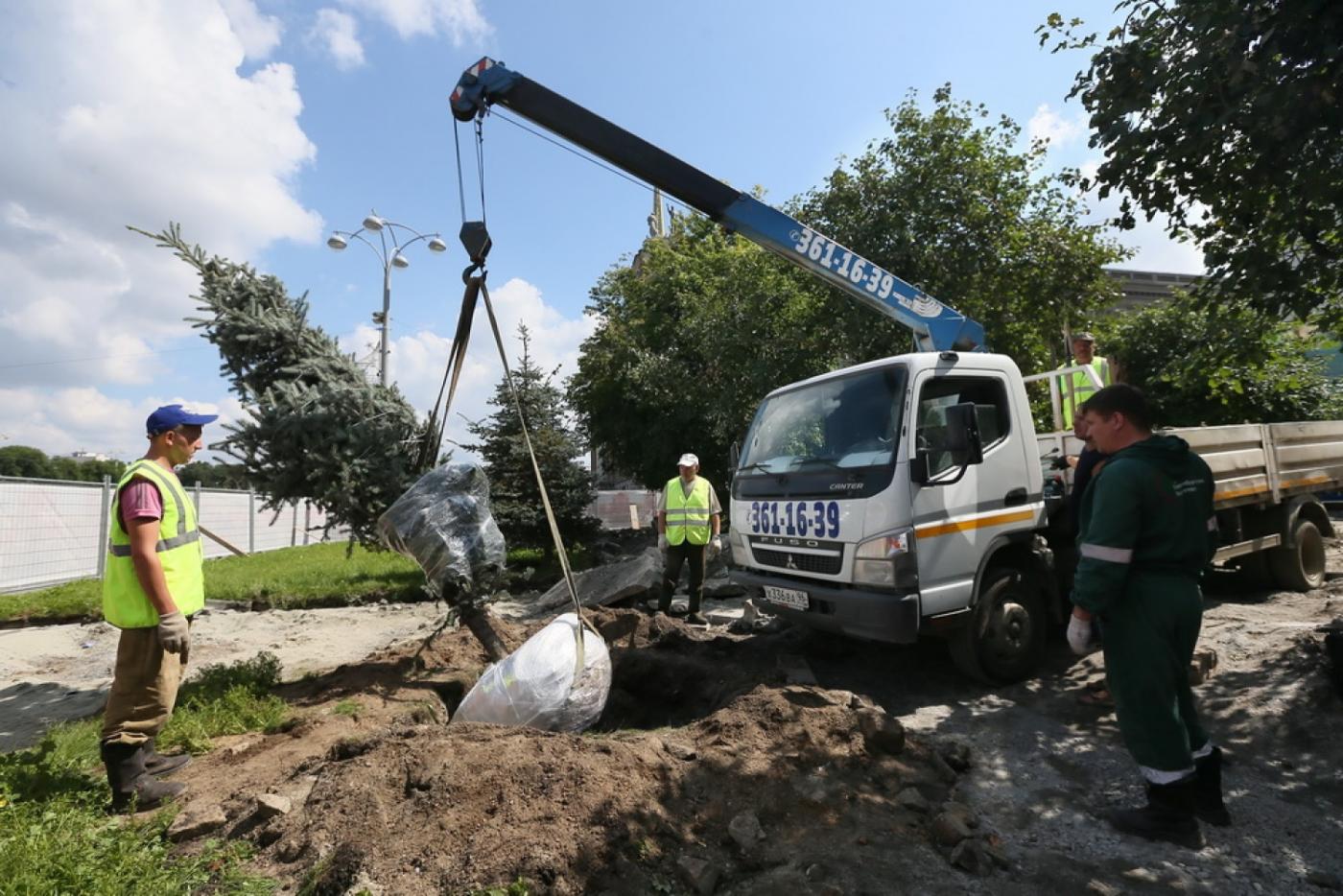 Деревья из сквера перед Пассажем пересадили в Зеленую рощу - Фото 1