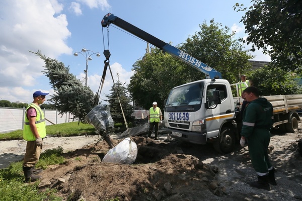 Деревья из сквера перед Пассажем пересадили в Зеленую рощу