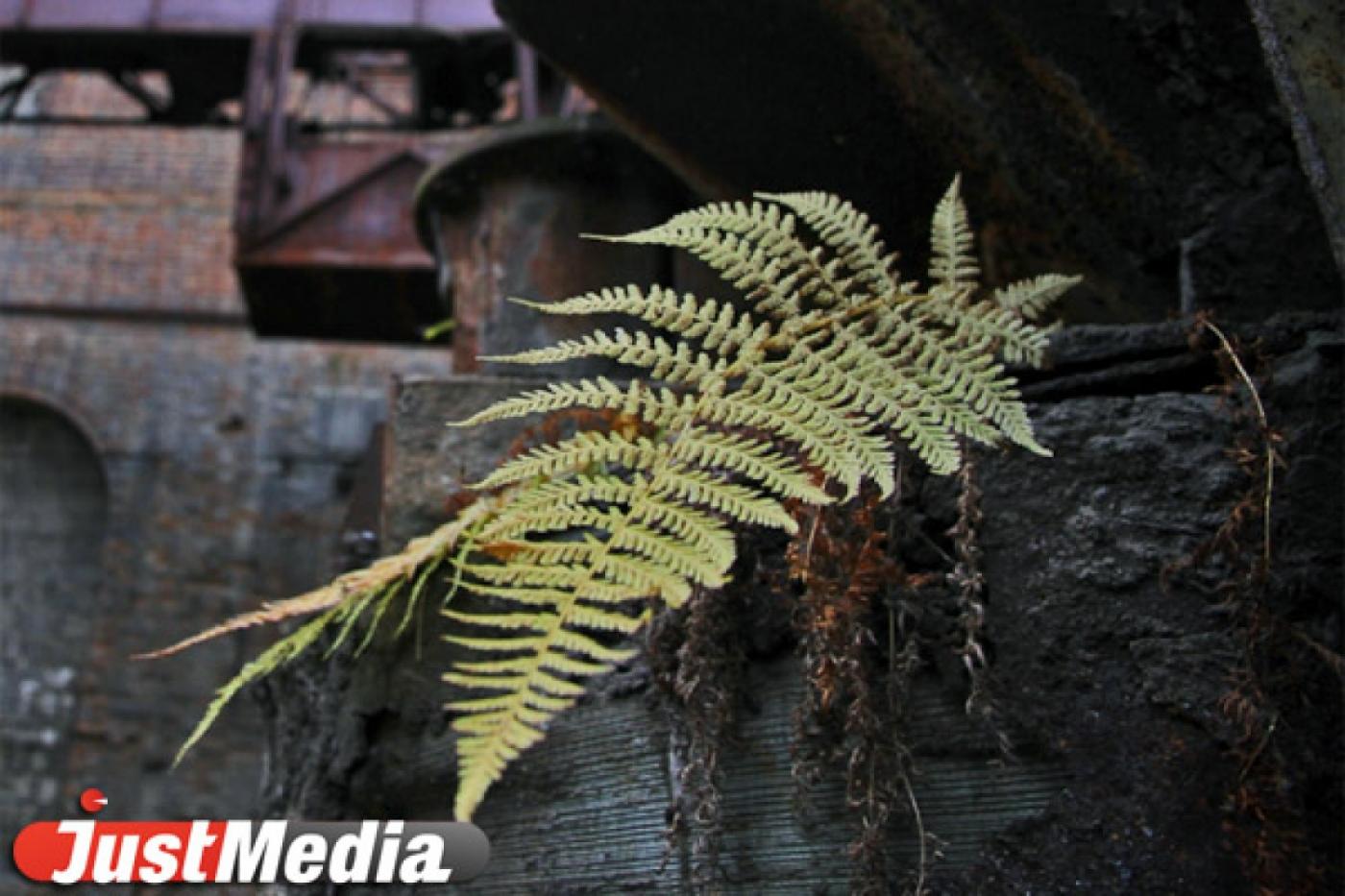 Строительство кирхи в парке на Блюхера приостановлено - Фото 1