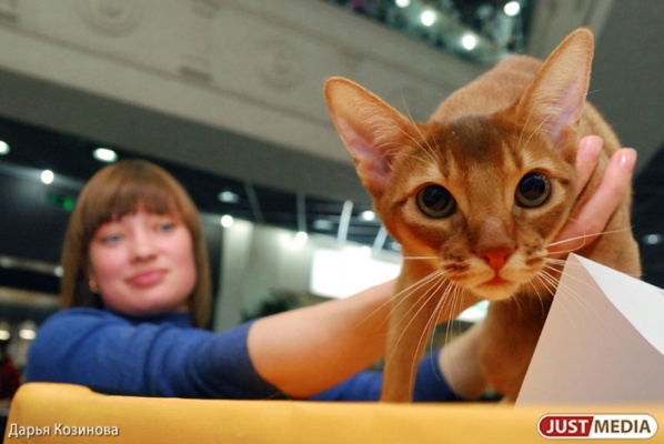 В День города перед екатеринбуржцами предстанут самые низкие и высокие кошки мира