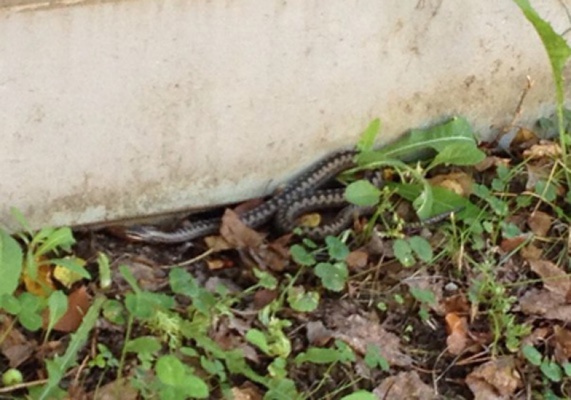 Екатеринбуржцы видели в центре города гадюку