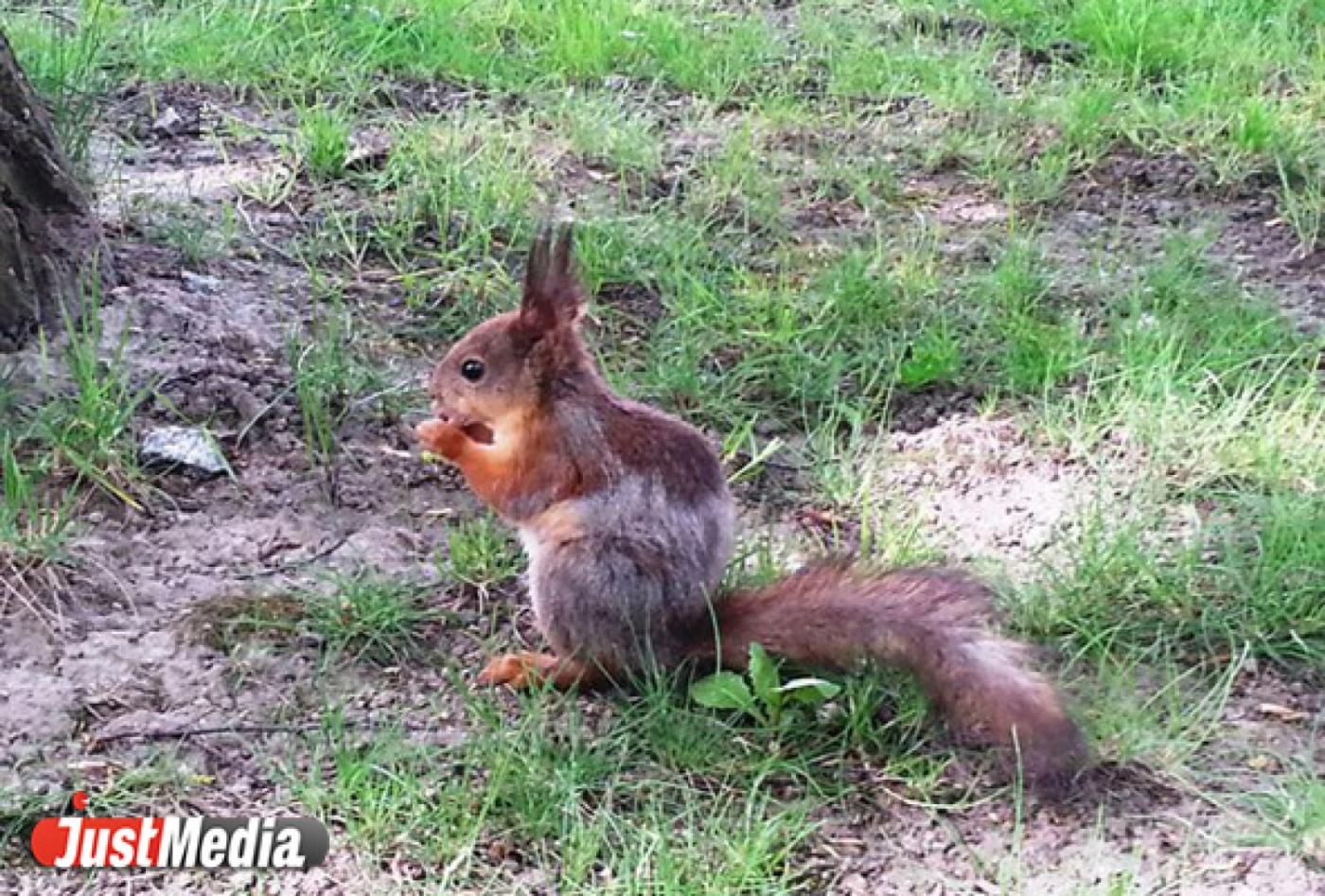 Свердловские ветеринары: «Если белка пришла на дискотеку, то, возможно, у нее бешенство» - Фото 1