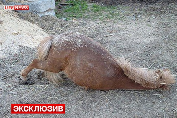 В Серове живодеры затравили собаками любимца малышни — пони Пончика