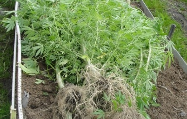 Сотрудники наркоконтроля обнаружили у тагильчанина в теплице восемь кустов конопли