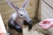 Екатеринбургский зоопарк отправил в Удмуртию малышку Баранку
