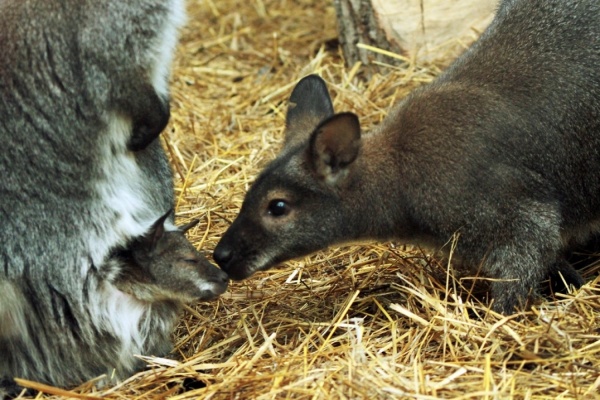  В Екатеринбургском зоопарке показался детеныш кенгуру Беннета  - Фото 1