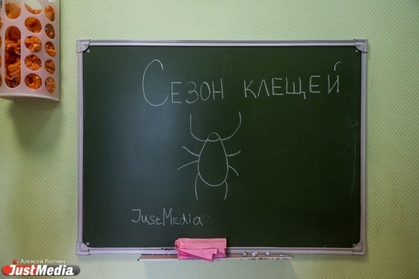 От укусов клещей с начала сезона пострадали 629 свердловчан - Фото 1