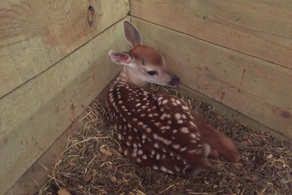 Уникальный случай. В свердловском контактном зоопарке родились сразу два пятнистых олененка - Фото 1