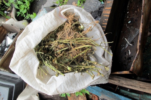 Свердловские наркополицейские изъяли у свердловчанина килограмм маковой соломы - Фото 1