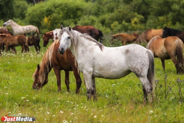 В Свердловской области в ноябре откроется новый мини-ипподром и школа молодого наездника - Фото 1