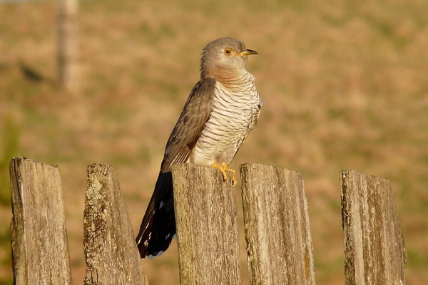Самка обыкновенной кукушки. ФОТО: В.А. Захаров.