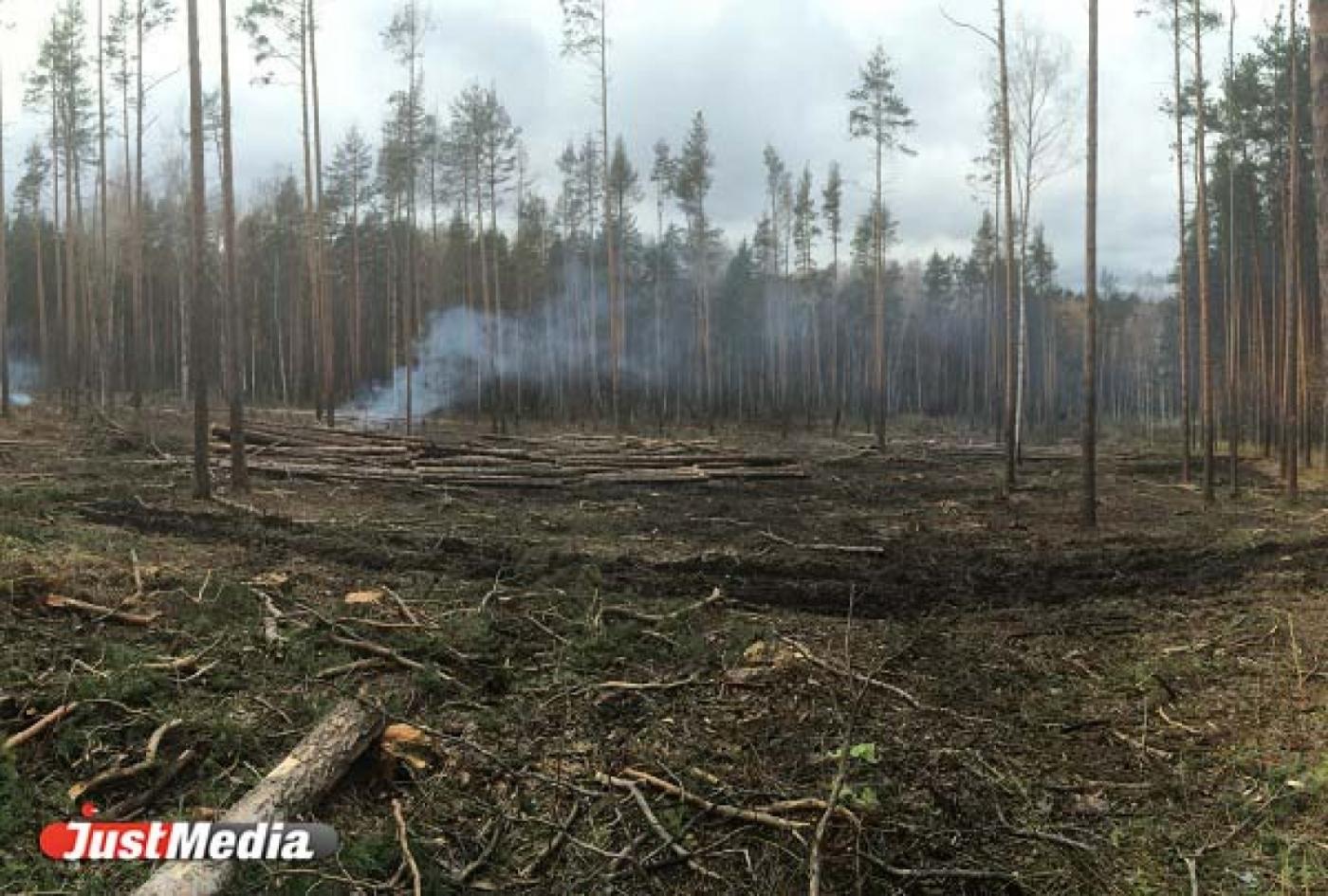 В Екатеринбурге в Калиновском парке неизвестные рубят и жгут деревья - Фото 1