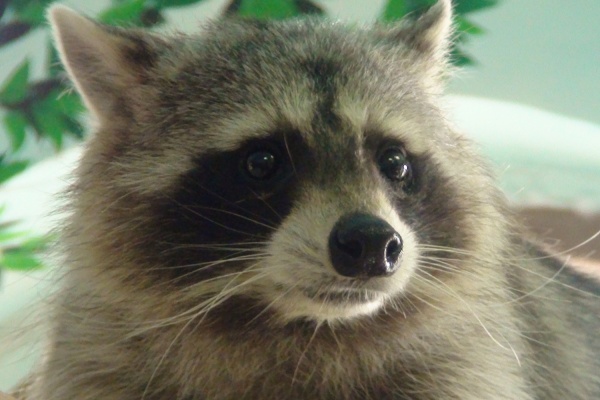 Обитатель екатеринбургской колонии енот Семен ходит в баню, ест детский творожок и отказывается впадать в спячку