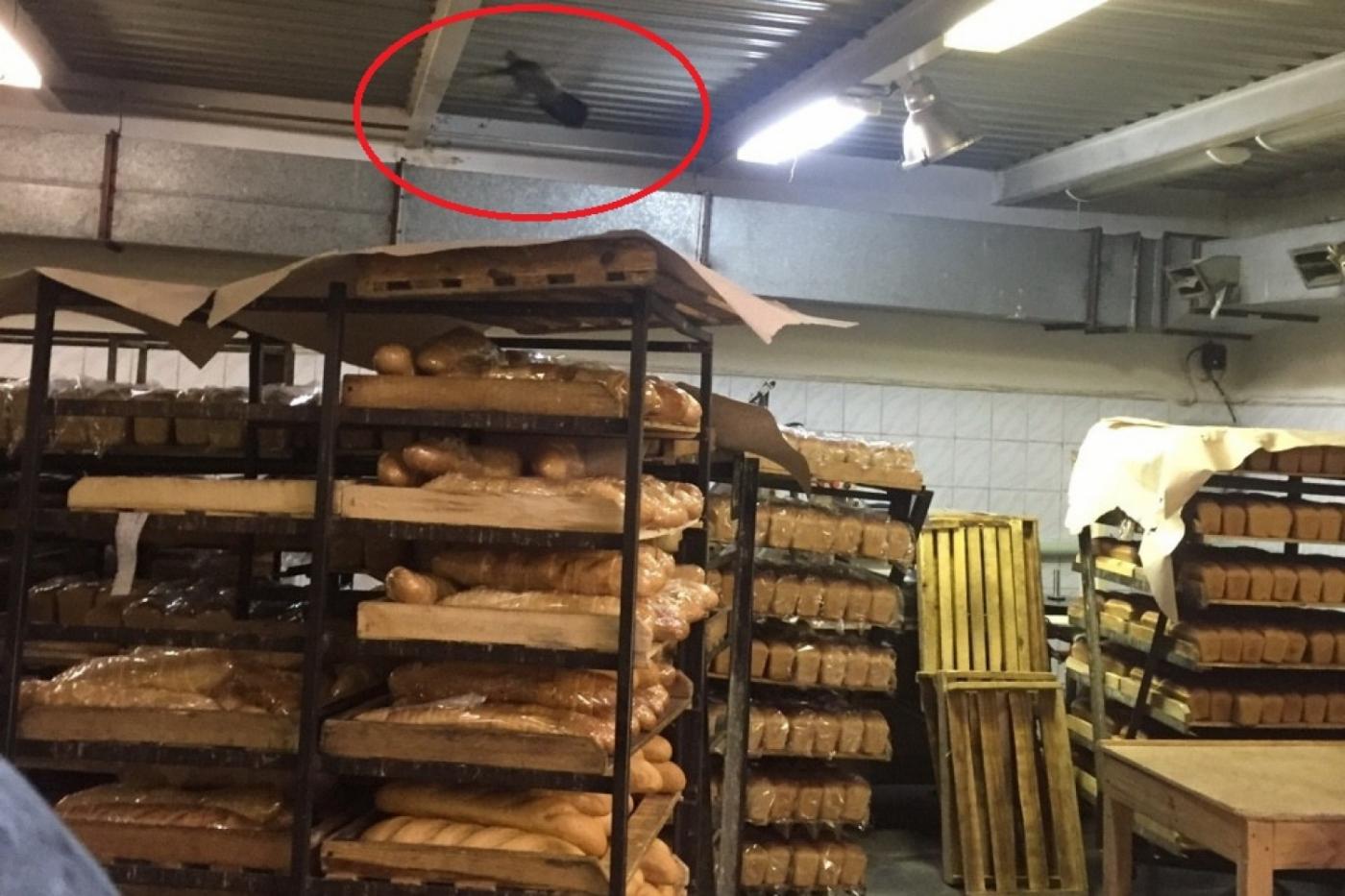 В Сысерти на месяц приостановили деятельность хлебокомбината. Во всем виноваты голуби ФОТО - Фото 1