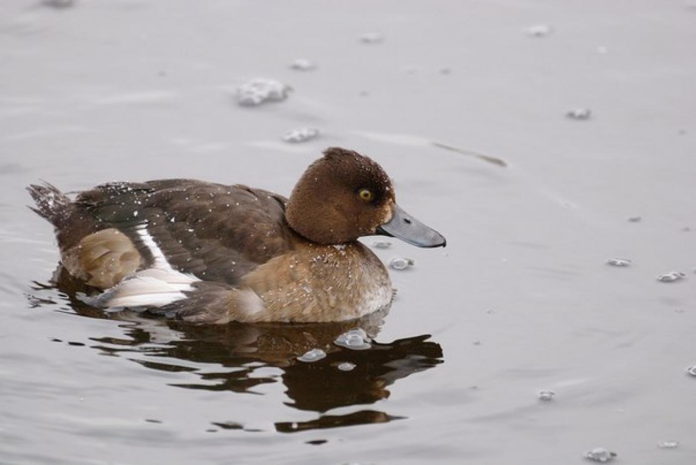 Неравнодушные свердловчане спасли замерзающую утку - Фото 1