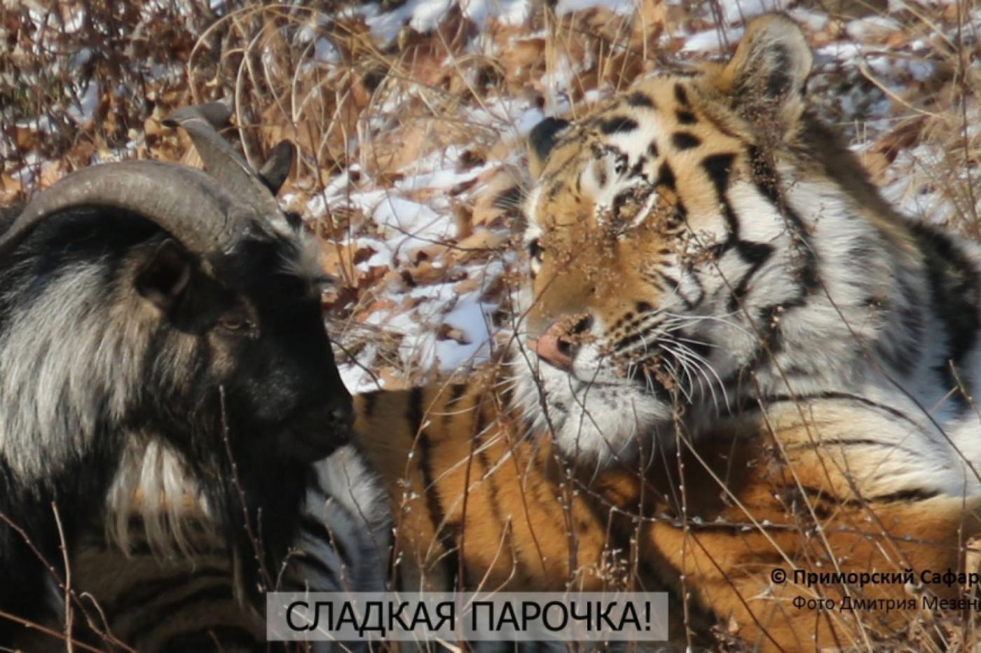 За развитием отношений козла и тигра можно будет наблюдать онлайн - Фото 1