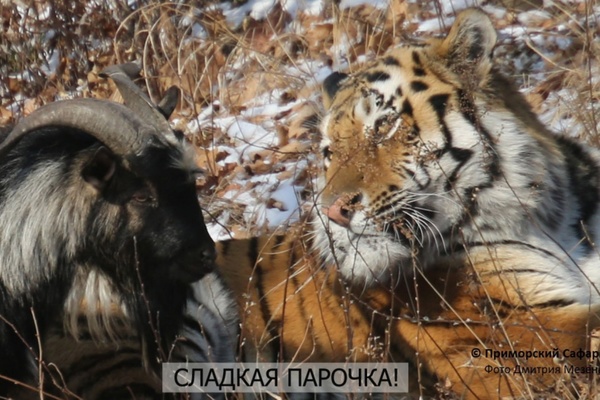 За развитием отношений козла и тигра можно будет наблюдать онлайн