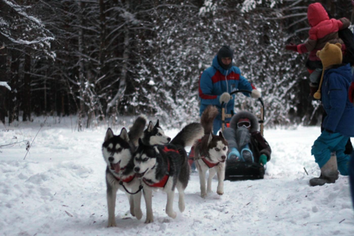 В упряжке с ветерком: на Волчиху приедут восхитительные хаски - Фото 1