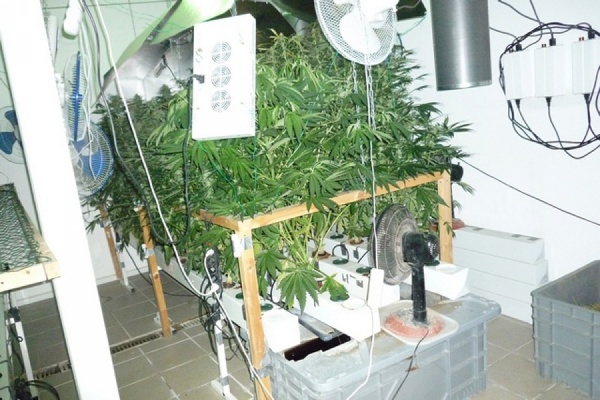 На улице Ромашек в Белоярском районе юрист и инженер выращивали коноплю - Фото 1