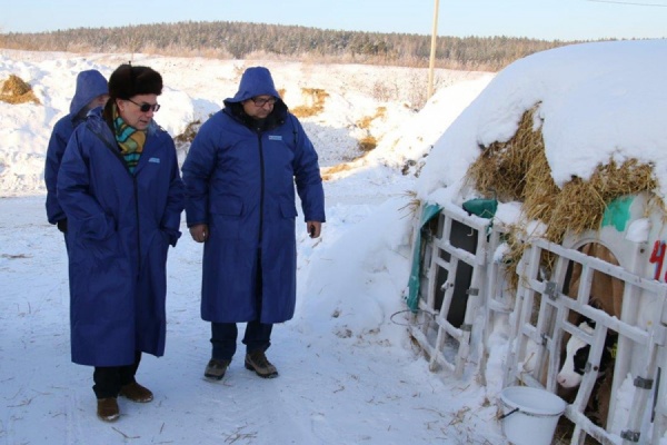На Урале будут варить французский сыр из молока альпийских коз