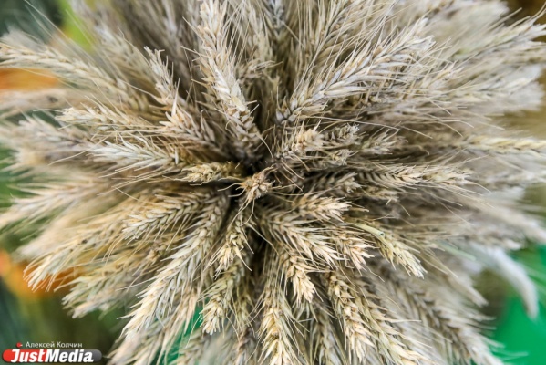 Свердловский хлеб подорожает на десять процентов