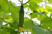 В Екатеринбурге созрели первые огурцы