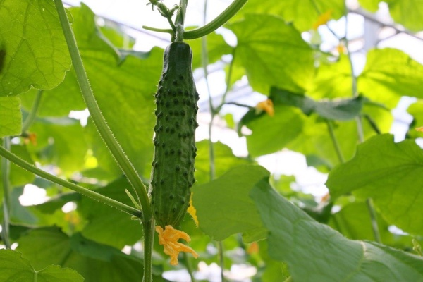 В Екатеринбурге созрели первые огурцы