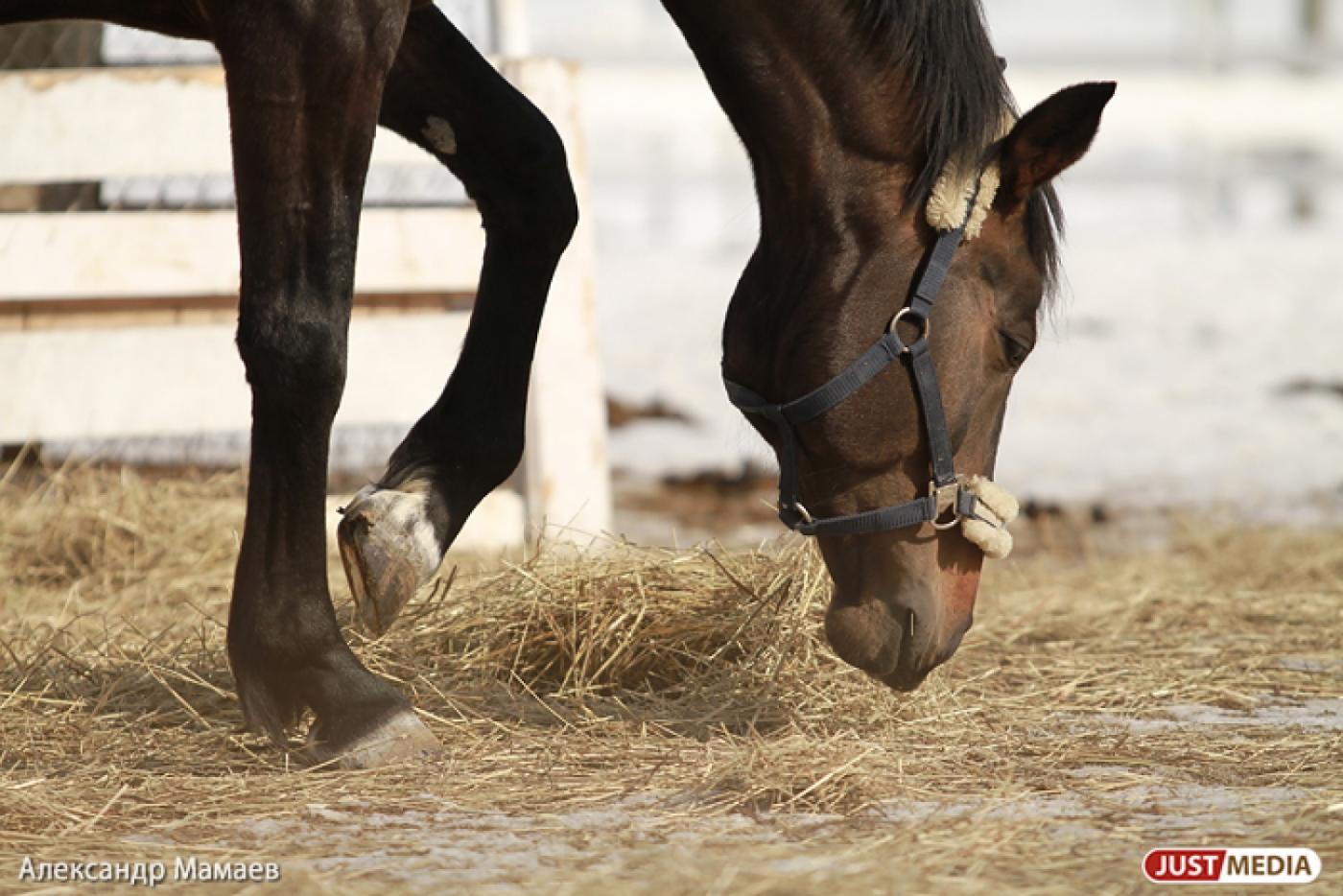 Грузовик сбил двух лошадей на Режевском тракте - Фото 1