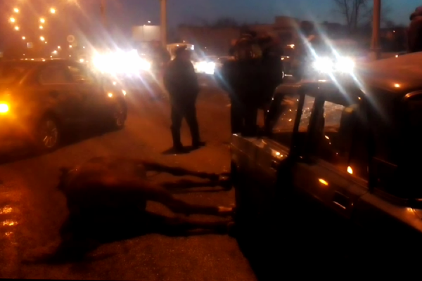 В Нижнем Тагиле лошадь врезалась в «Жигули»