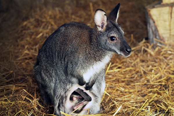 В Екатеринбургском зоопарке — пополнение в семействе кенгуру Беннета