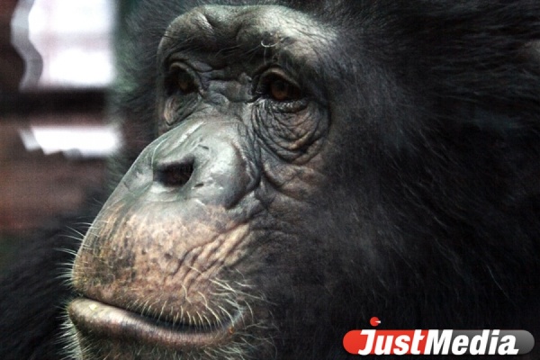 В преддверие года обезьяны в Екатеринбурге установят большой трон из бананов - Фото 1