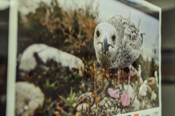 Российские фотографы-любители покажут екатеринбуржцам редкие кадры из жизни животных - Фото 1