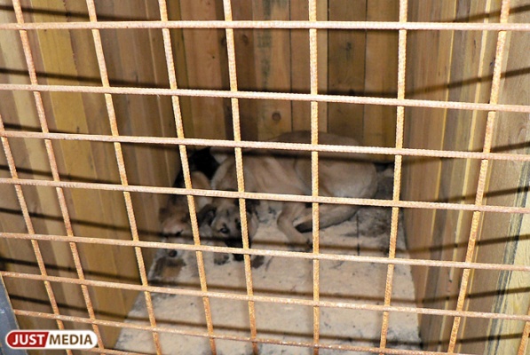 В Екатеринбурге бездомному псу прострелили морду. ФОТО 18+ - Фото 1