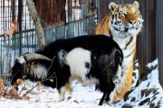У тигра и козла появились страницы в соцсетях и магазин сувениров