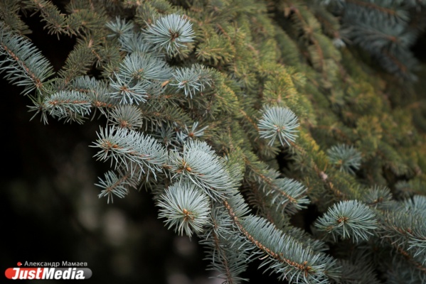Полицейские задержали четырех екатеринбургских студентов за кражу голубой ели - Фото 1