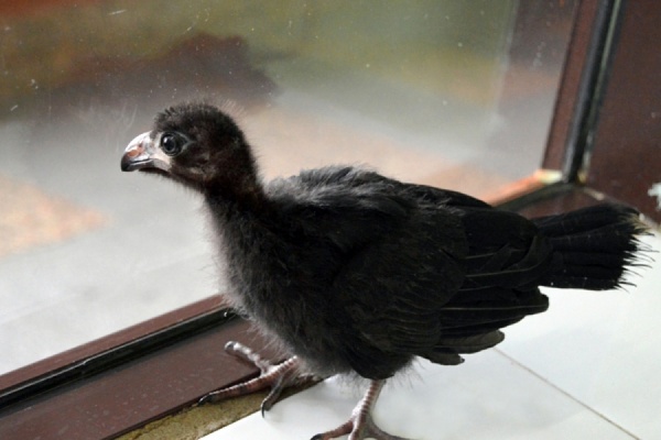 В Екатеринбургском зоопарке у пары турако появился птенец - Фото 1