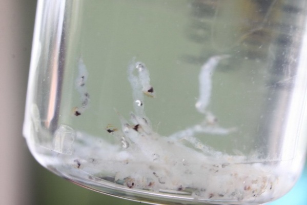 Роспотребнадзор: энтомологи опознали в червях в водопроводной воде тавдинцев личинок толстохоботных комаров - Фото 1