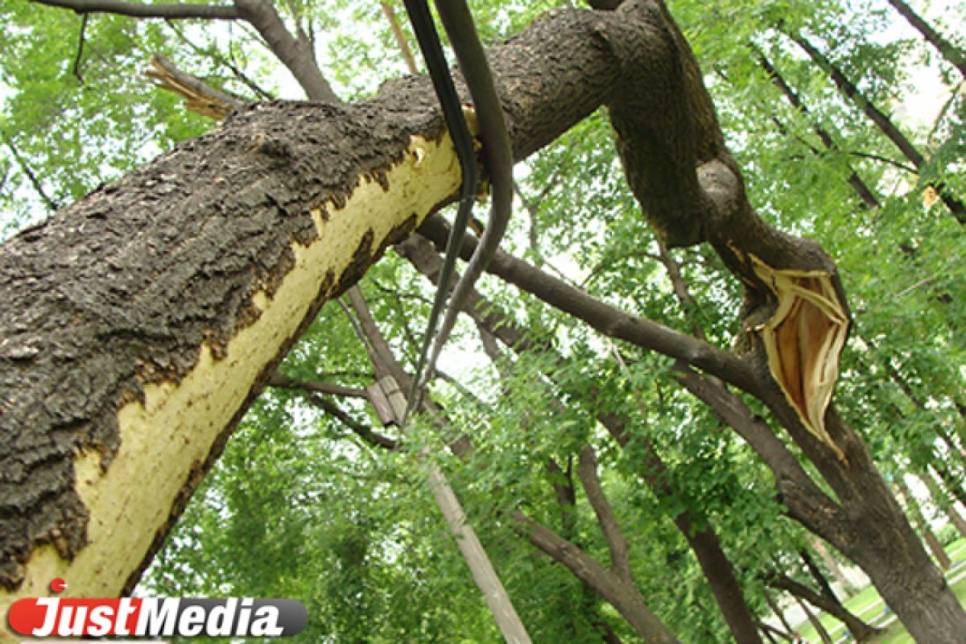 В Екатеринбурге обрезали более 1700 деревьев - Фото 1