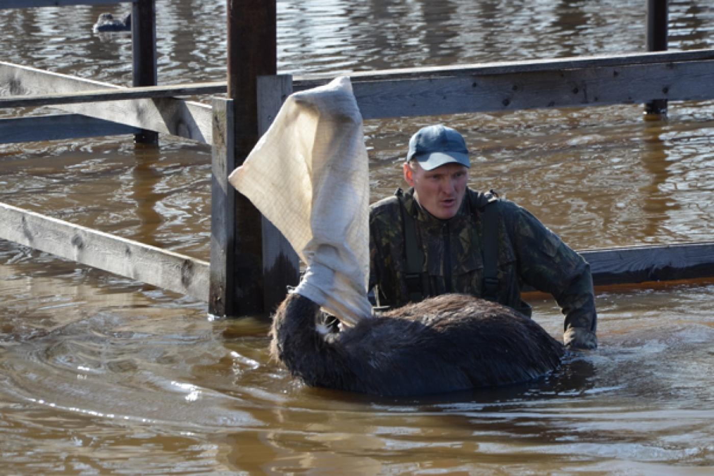 Спасатели эвакуировали из зоны затопления в Ирбите 11 страусов - Фото 1
