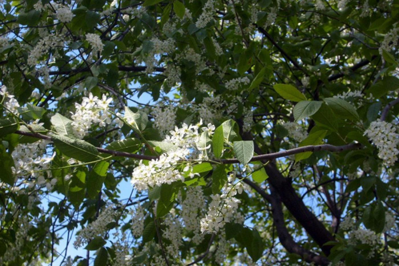 Все желающие смогут понаблюдать за развитием черемухи 15 мая - Фото 1