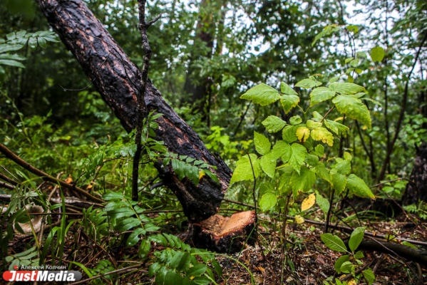 Депутаты ЕГД хотят защитить Зеленую рощу от недобросовестных застройщиков забором. Его заложат в бюджет города при корректировке