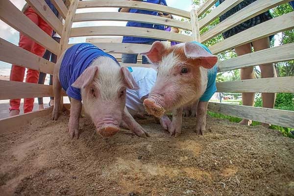 Варим сыр, открываем собственный ресторан и болеем за самых быстрых поросят. Развлечения VI Международного фестиваля барбекю