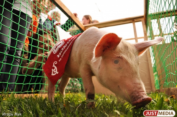 Праздник живота. В парке Маяковского будут делать барбекю